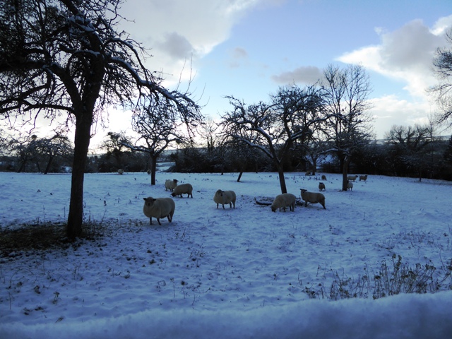 Sheep in the orchard