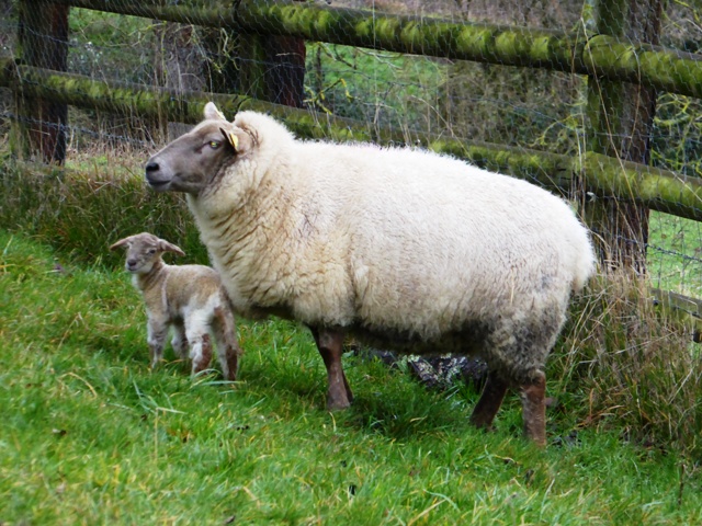 Lamb No 2 at 1 day old