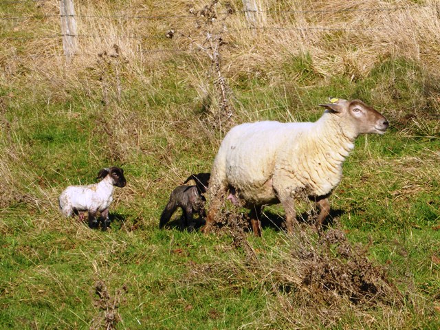 First lambs 29 Dec - strong enough to walk up to the barn