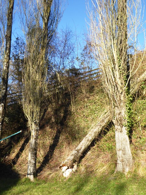 Fortunately tree falls away from the house!